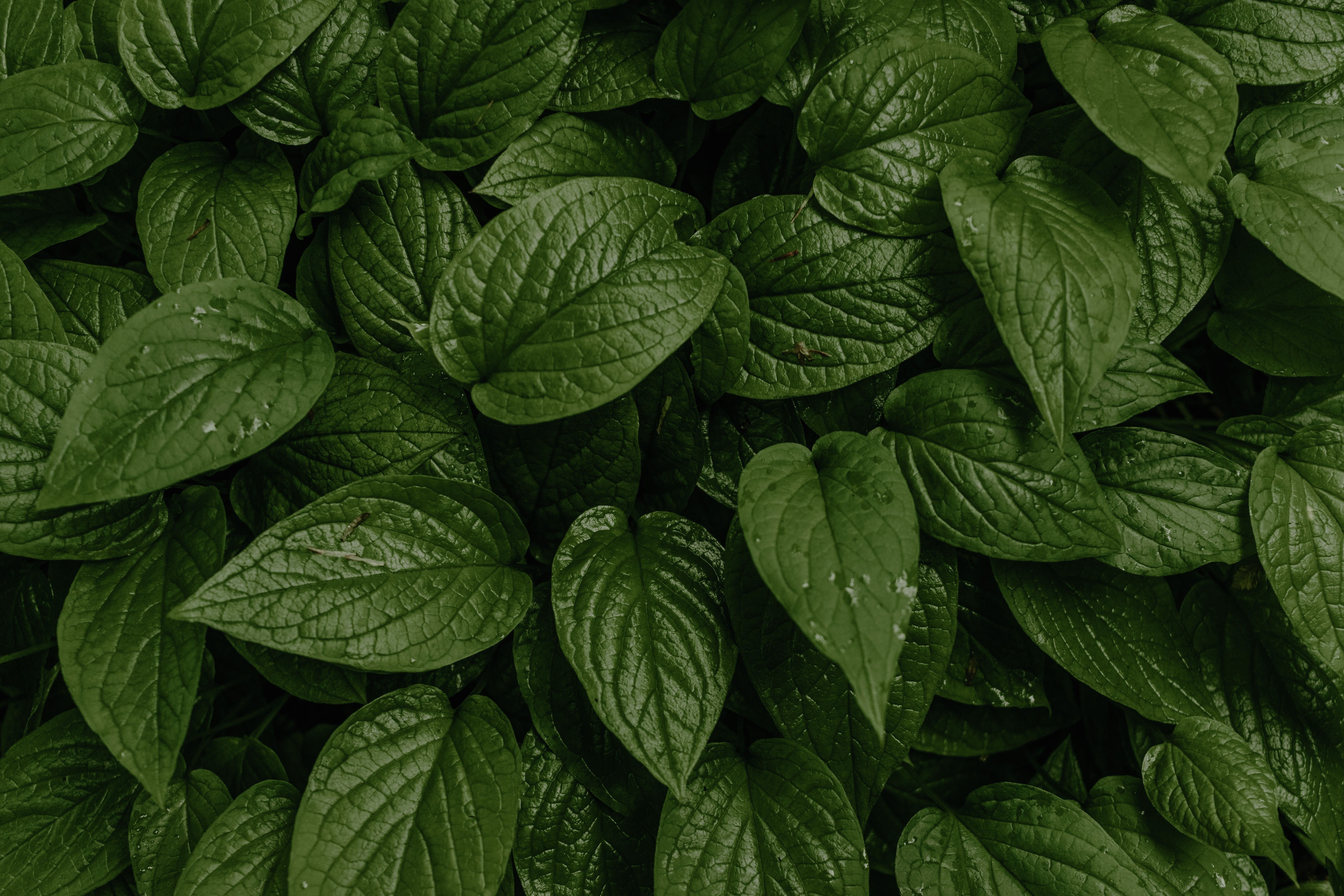 Horny Goat Weed Extract (Icariin)